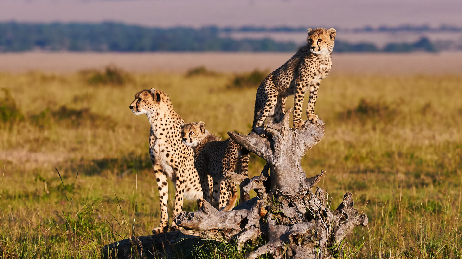 Cheetahs in the African Savannah
