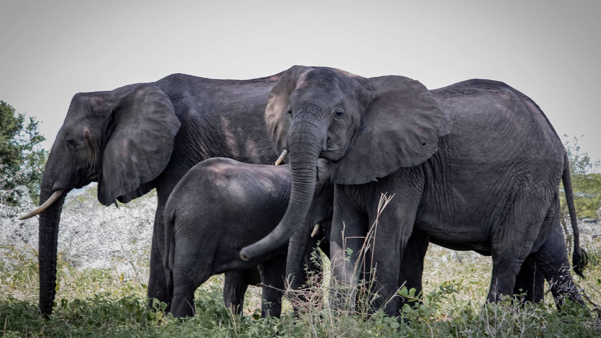 All Safari Destinations