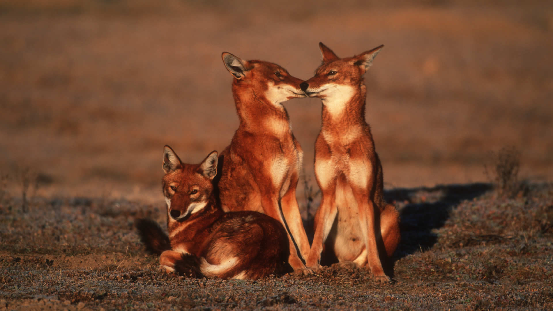 Bale Mountains National Park
