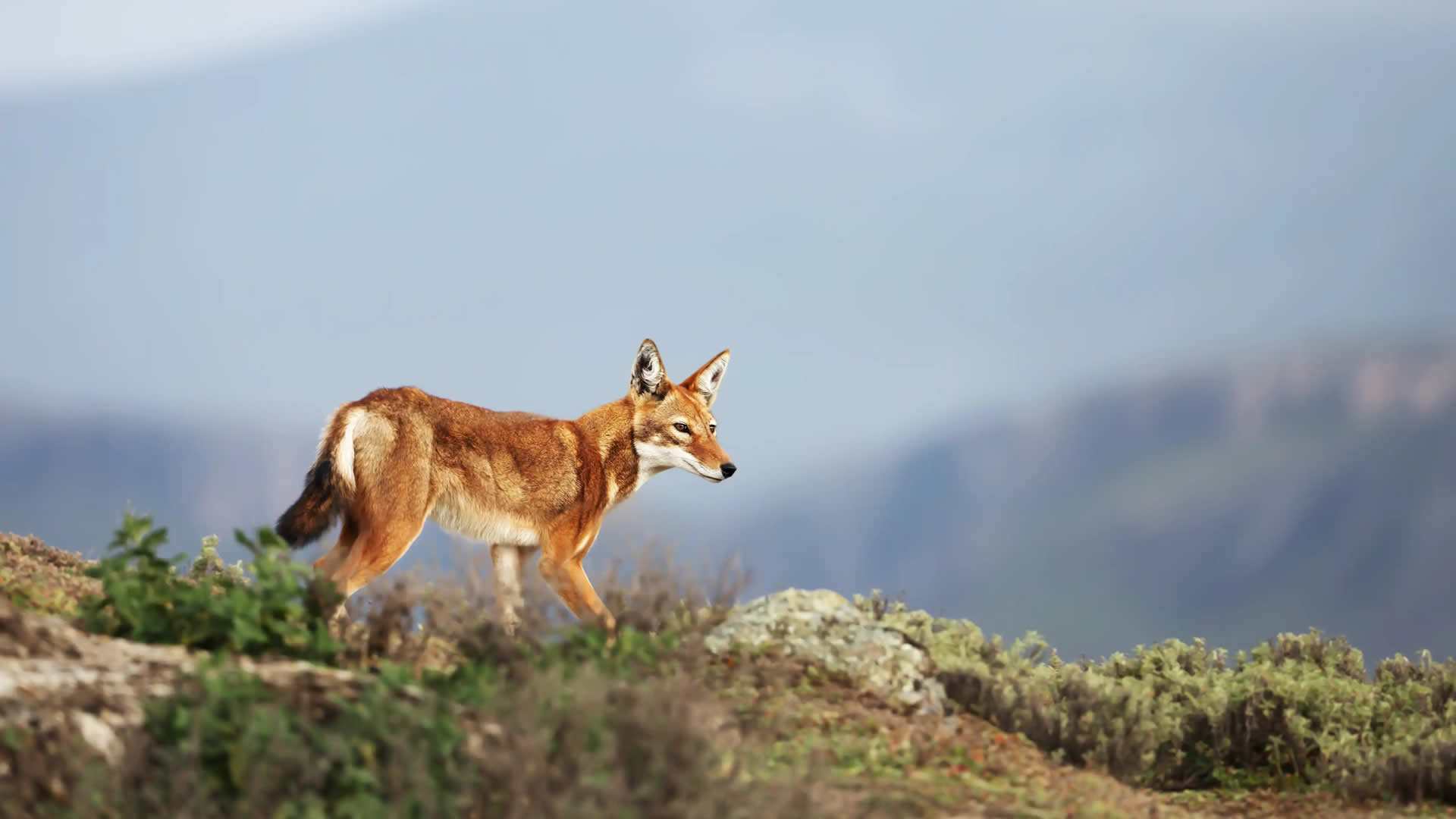 Ethiopian Wolf, Bale Mountains