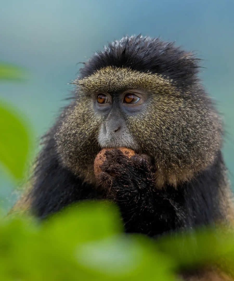 Gishwati-Mukura National Park