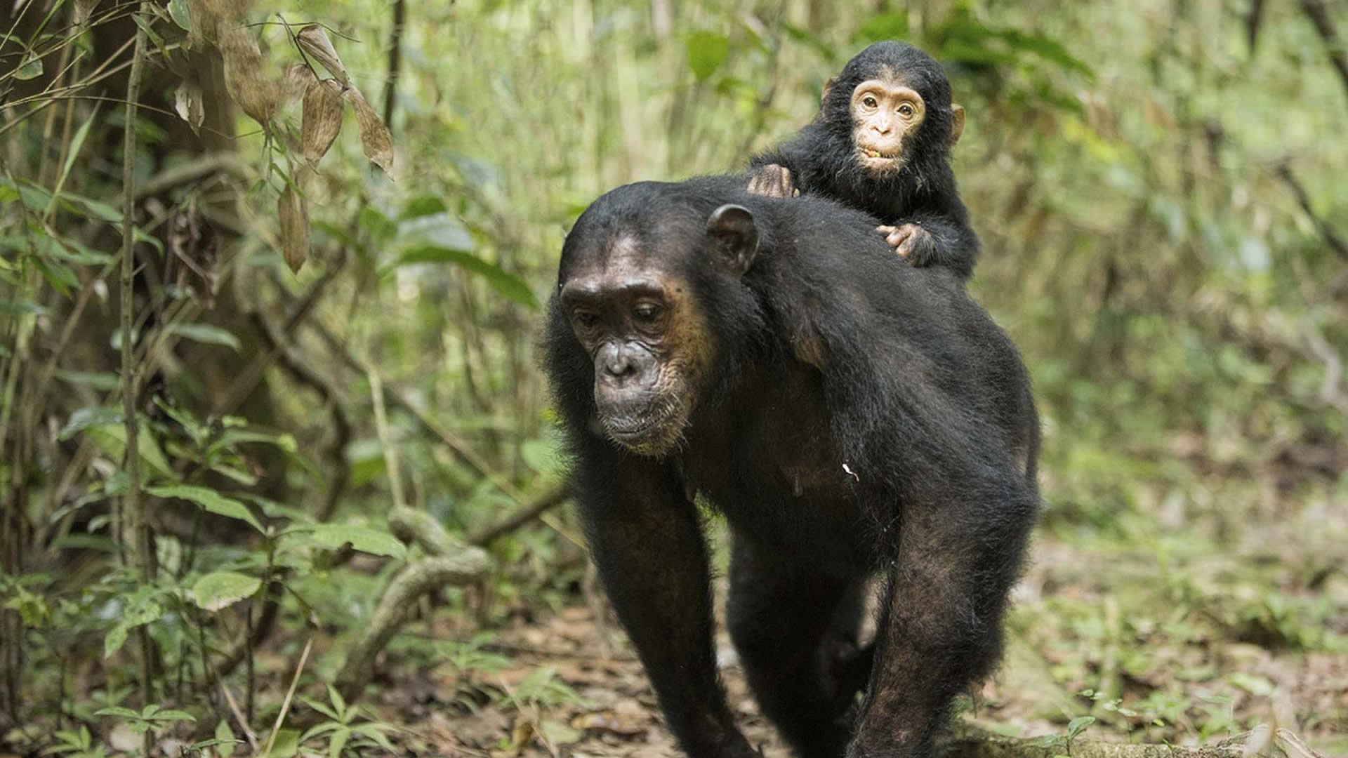 Chimpanzee carrying baby, Gombe National Park