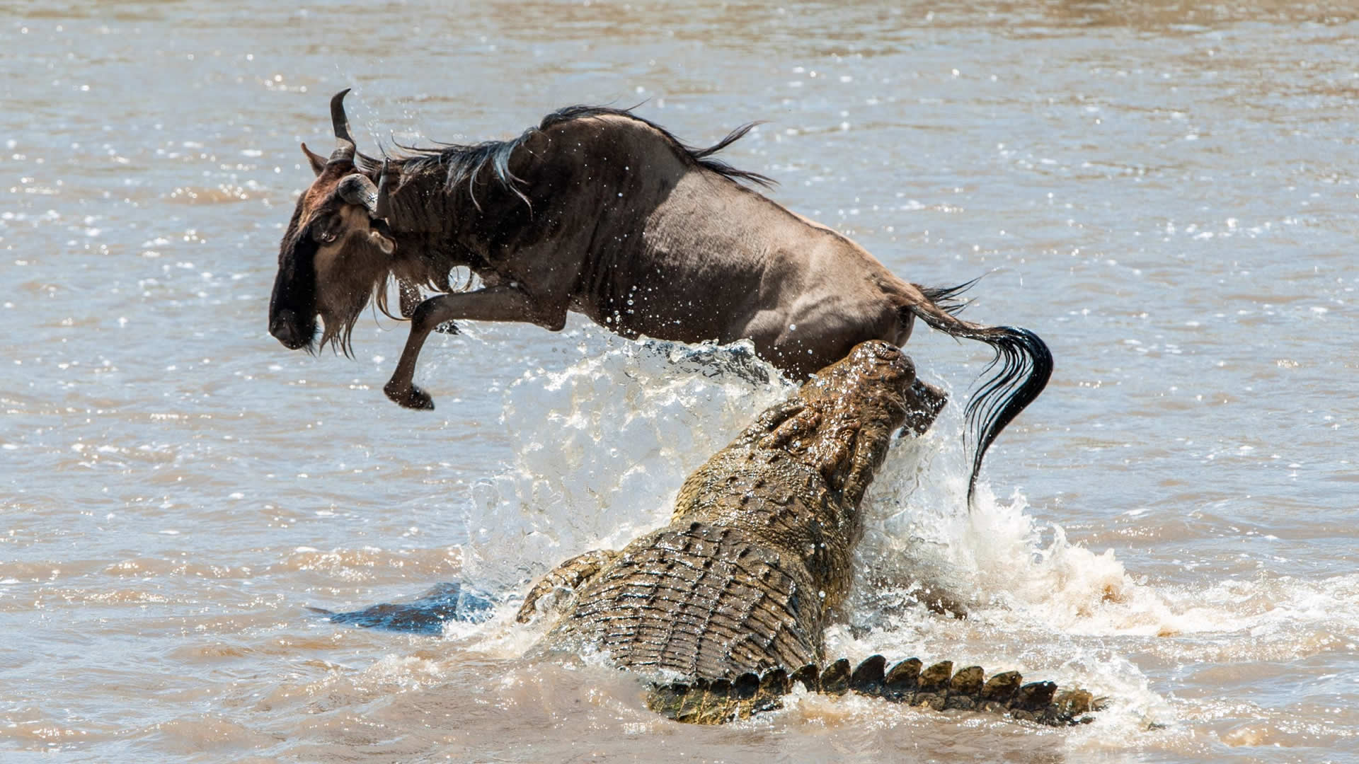 Crocodile Attacks Wildebeest, Grumeti Game Reserve