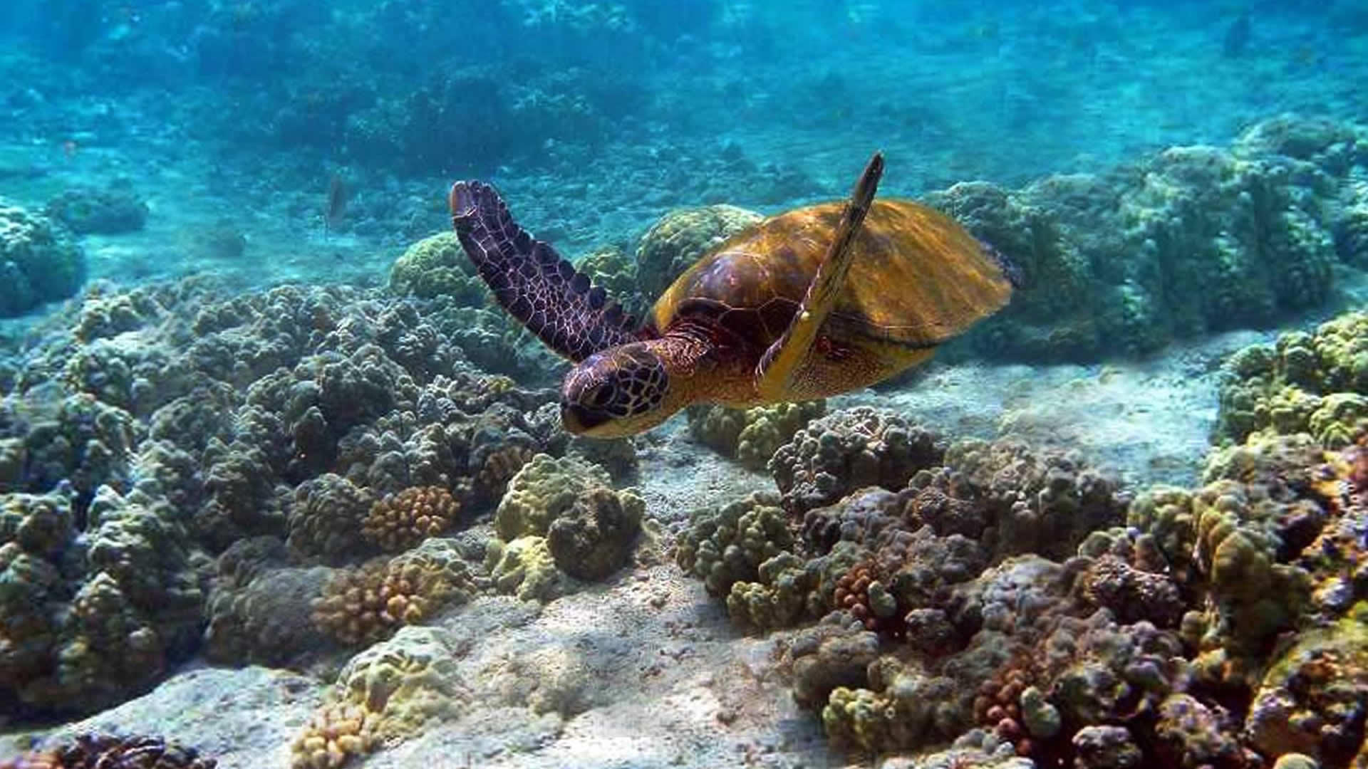 Green turtle spotting in Watamu Marine Park