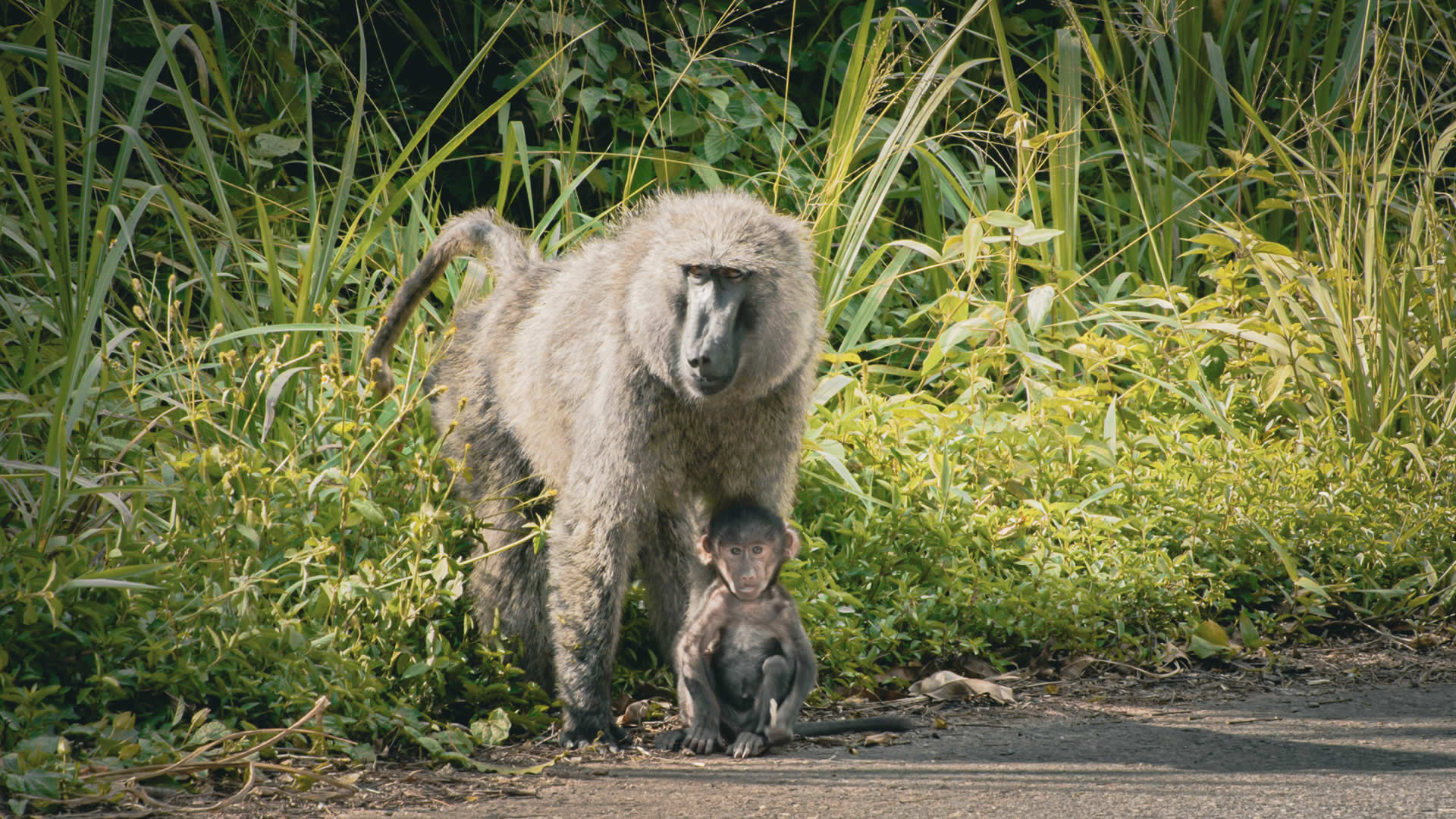 Baboon, Kibale National Park