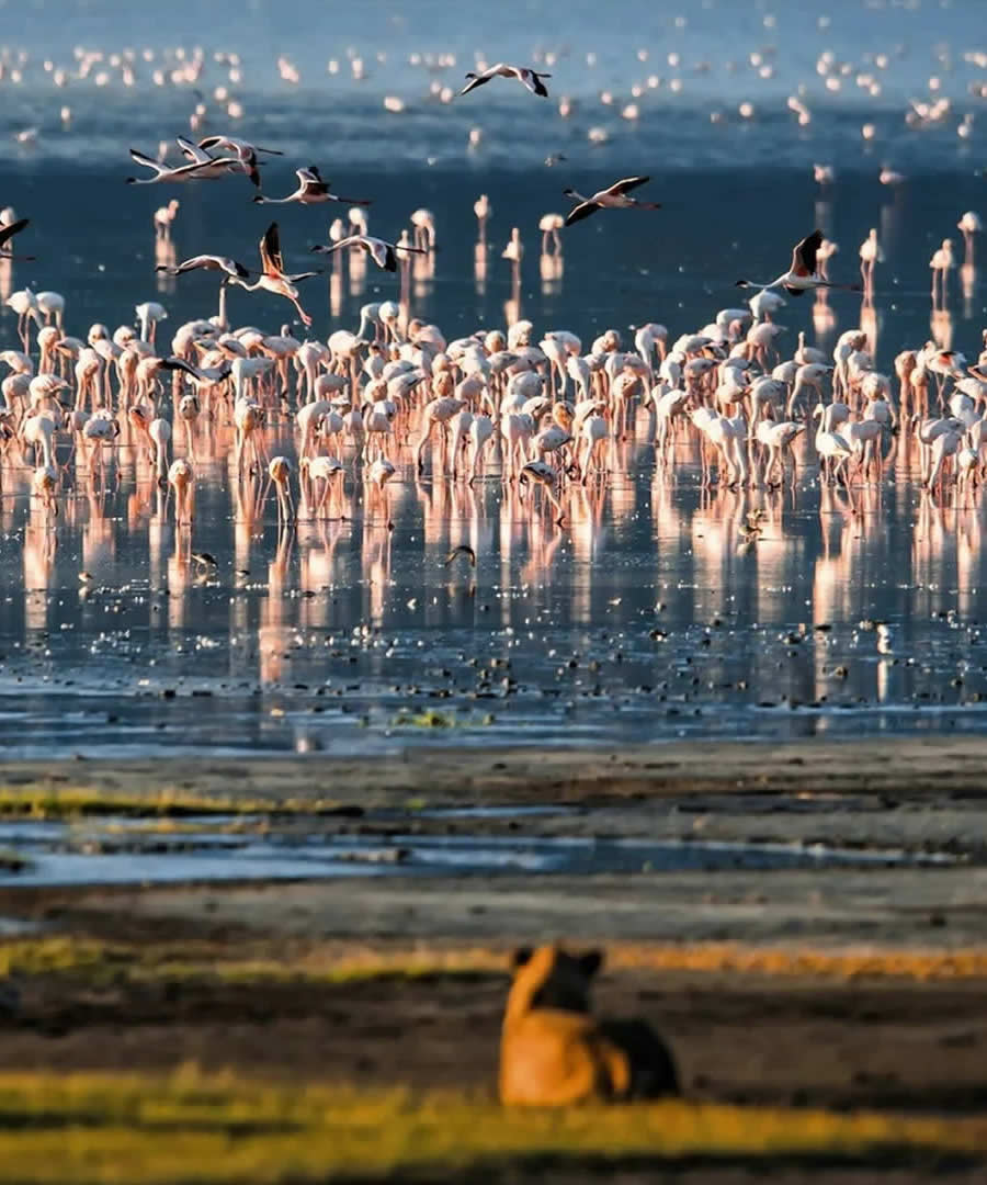 Lake Manyara National Park