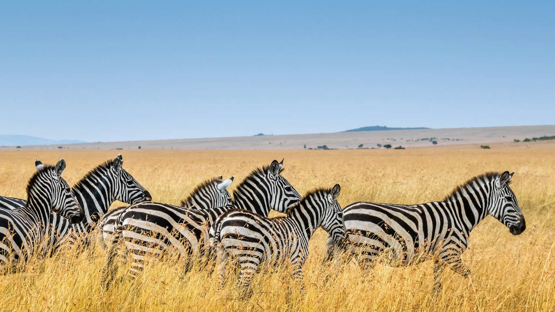 Zebras, Lake Mburo National Park