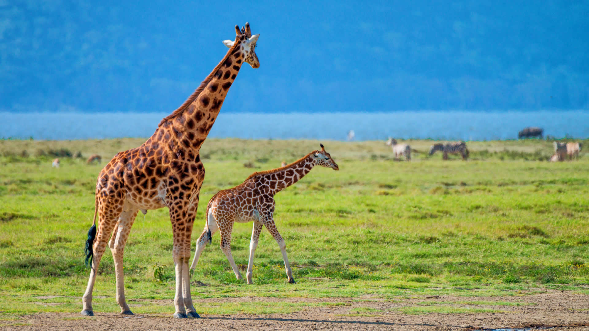 Giraffes at Lake Nakuru National Park
