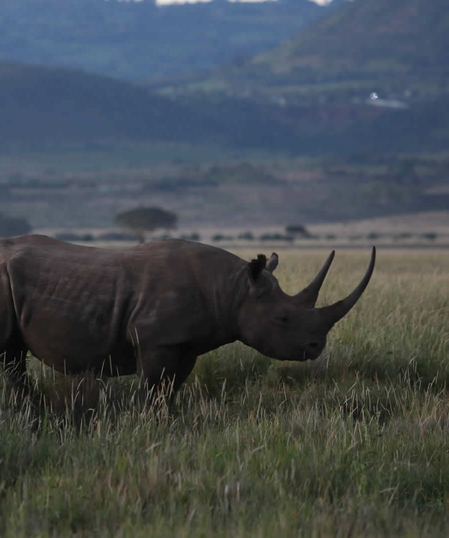 Lewa Conservancy