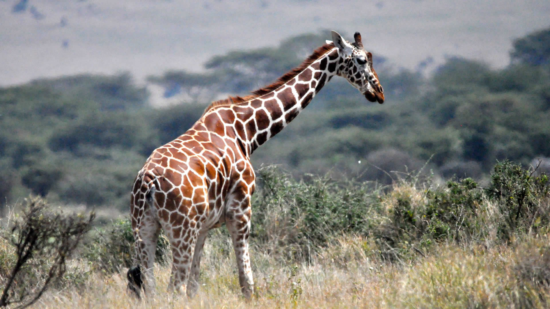 Reticulated Giraffe at the Lewa Conservancy