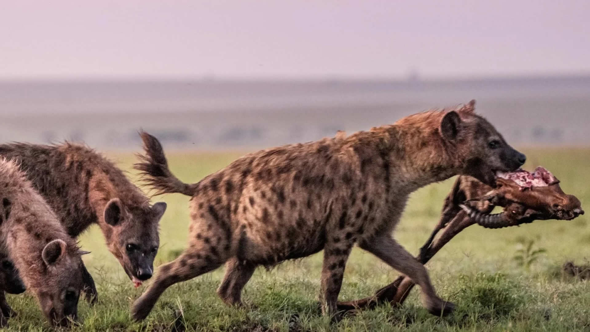 Hyenas feeding at the Maasai Mara Game Reserve