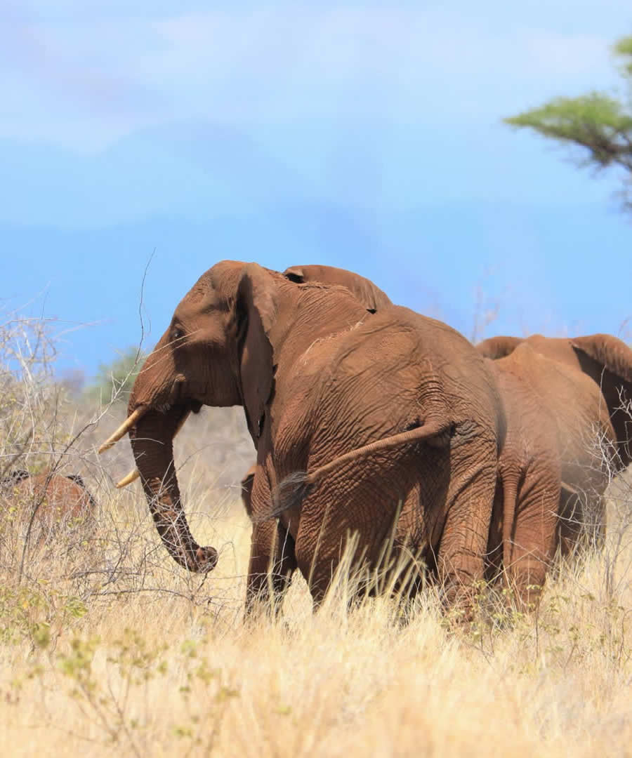 Meru National Park