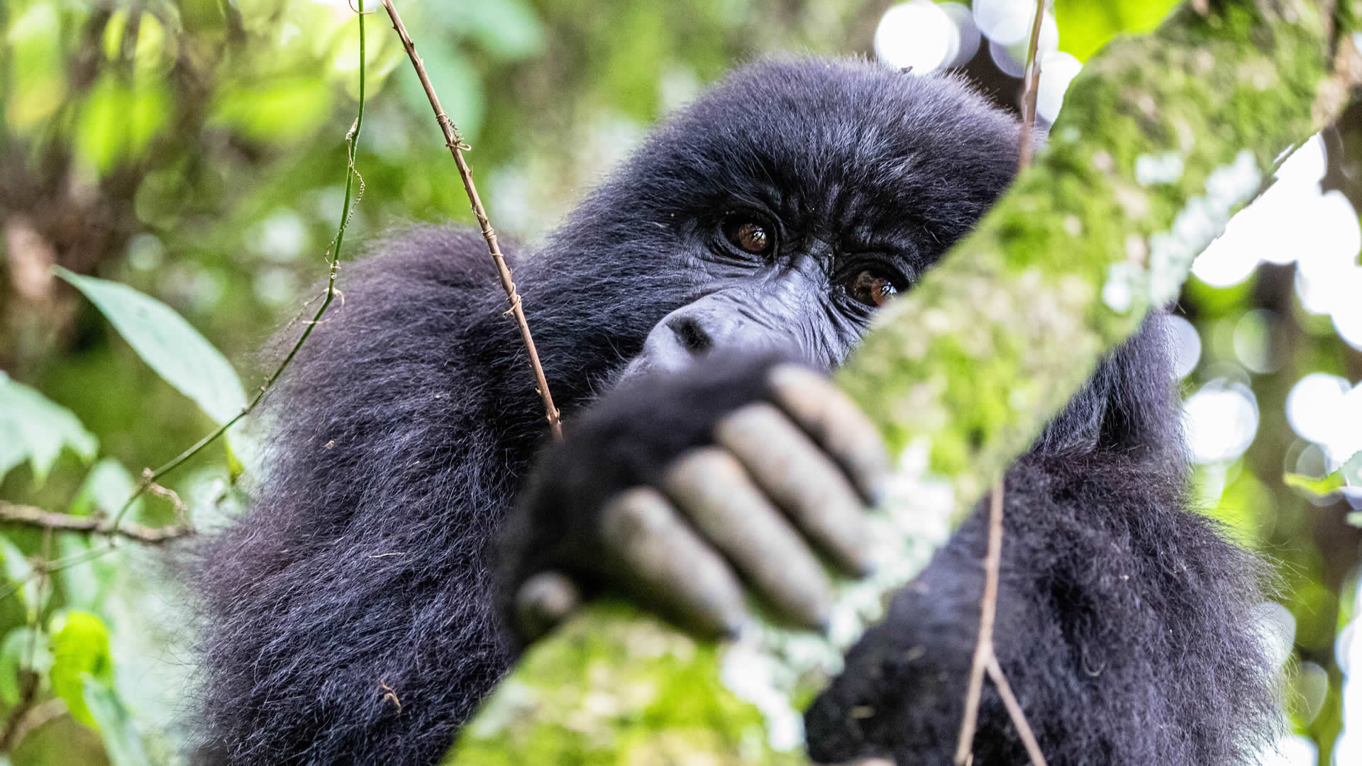Gorilla, Mgahinga Gorilla National Park