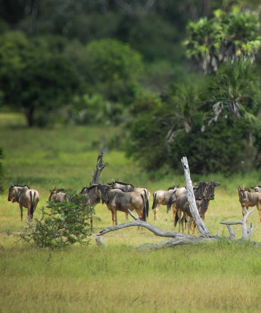 Mikumi National Park