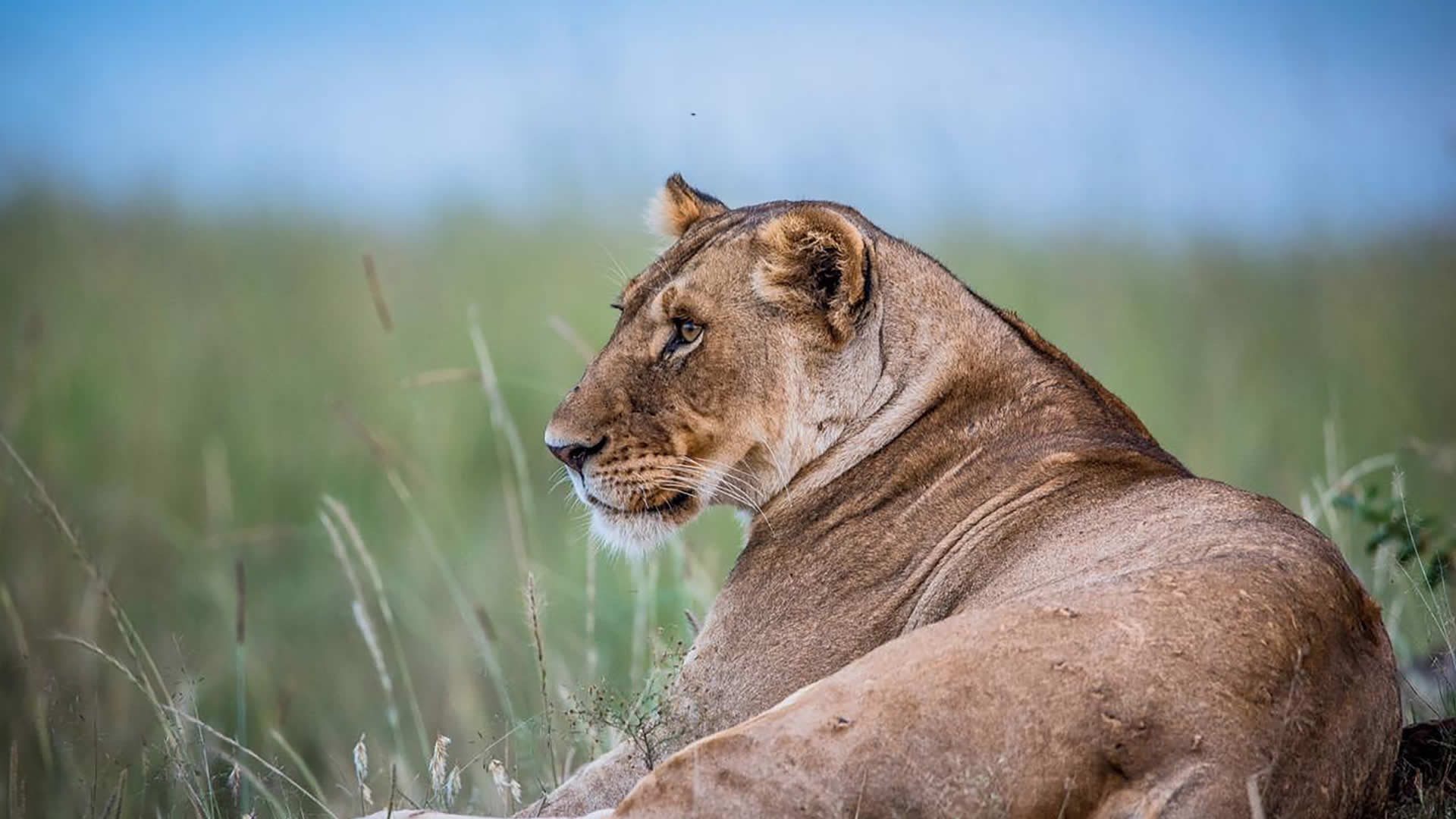 Lioness, Ol Pejeta Conservancy