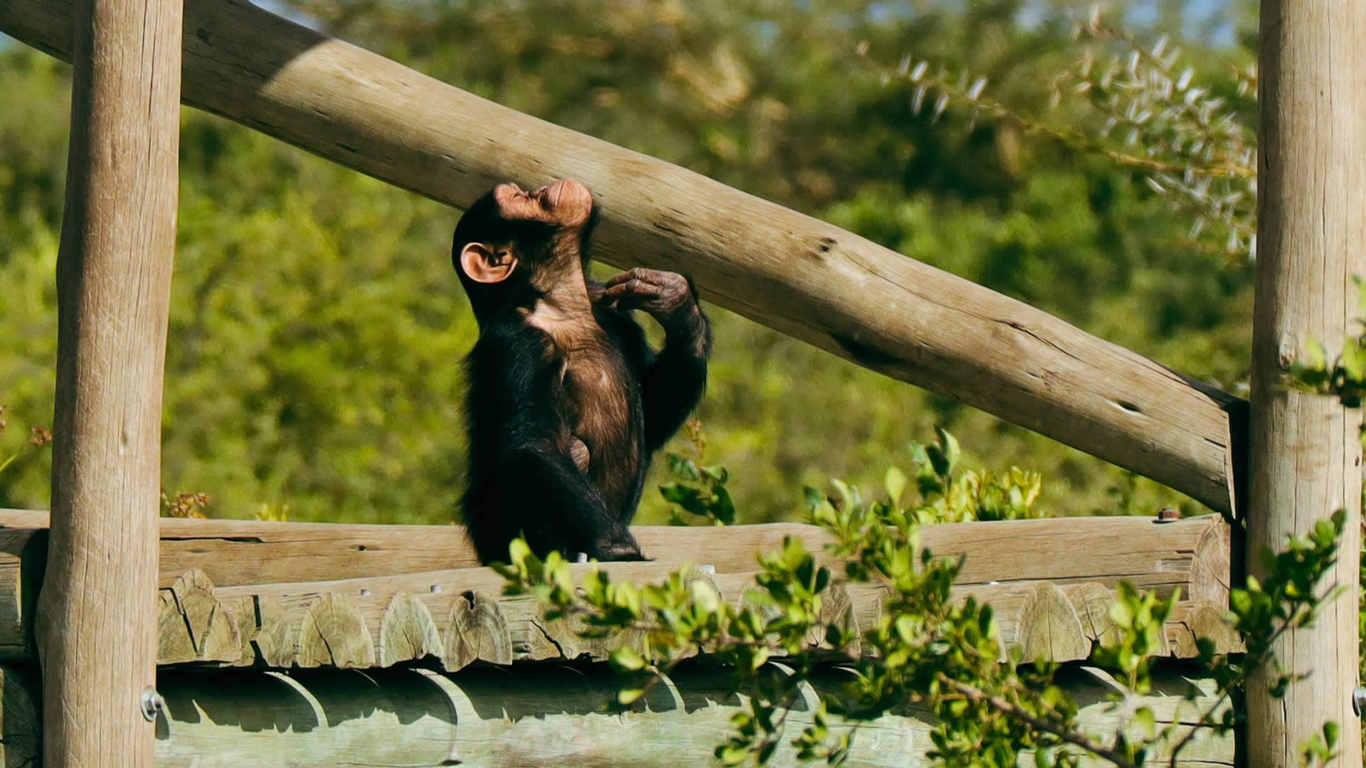 Chimps, Ol Pejeta Conservancy
