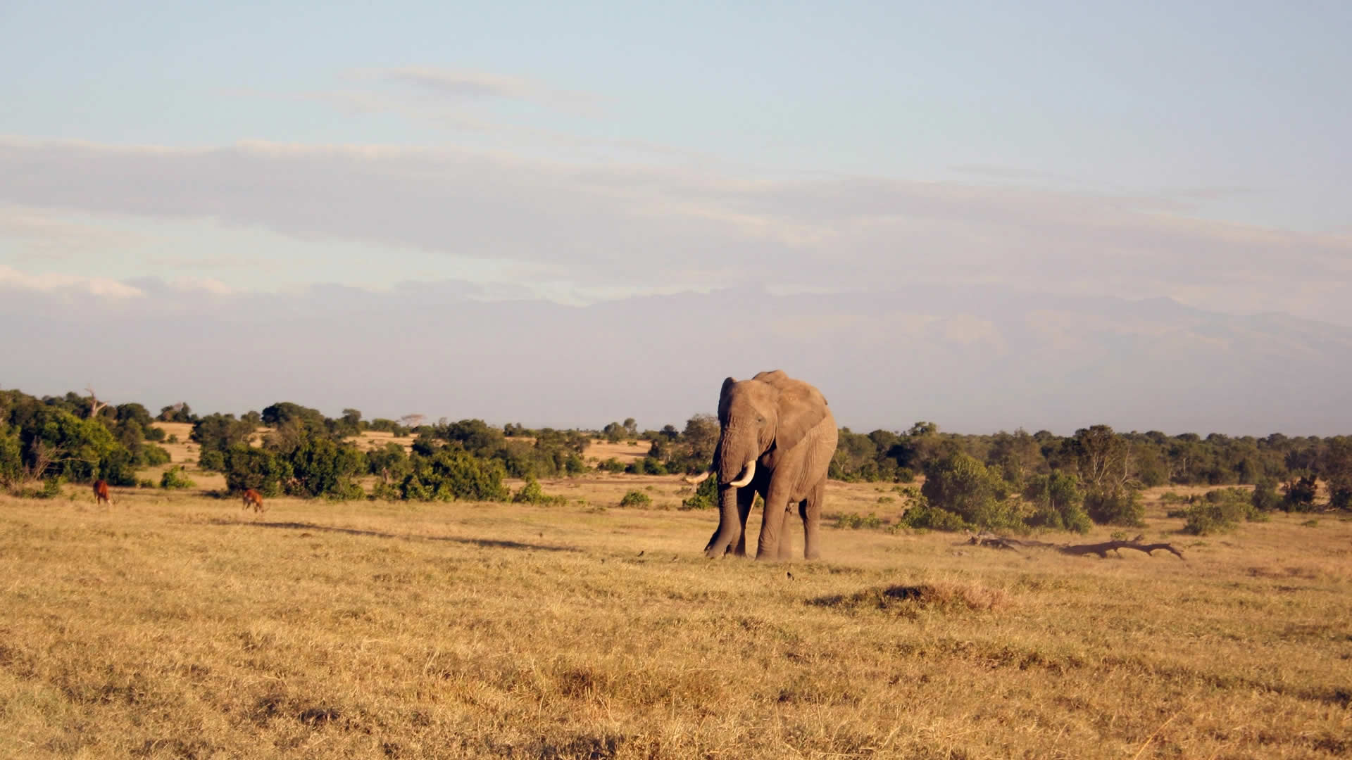 Lone Elephant, Ol Pejeta Conservancy