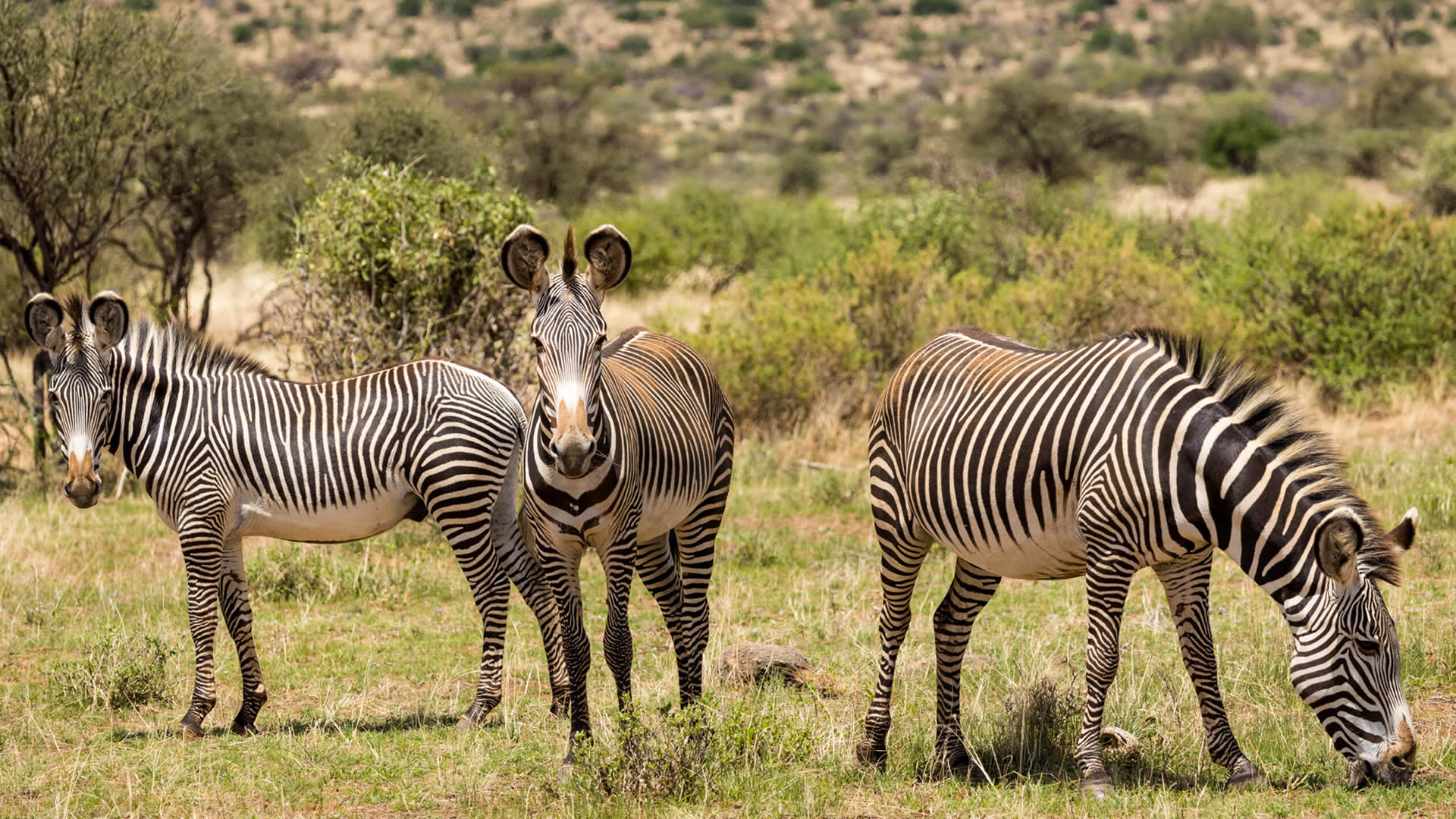 Grevy Zebra, Samburu National Reserve