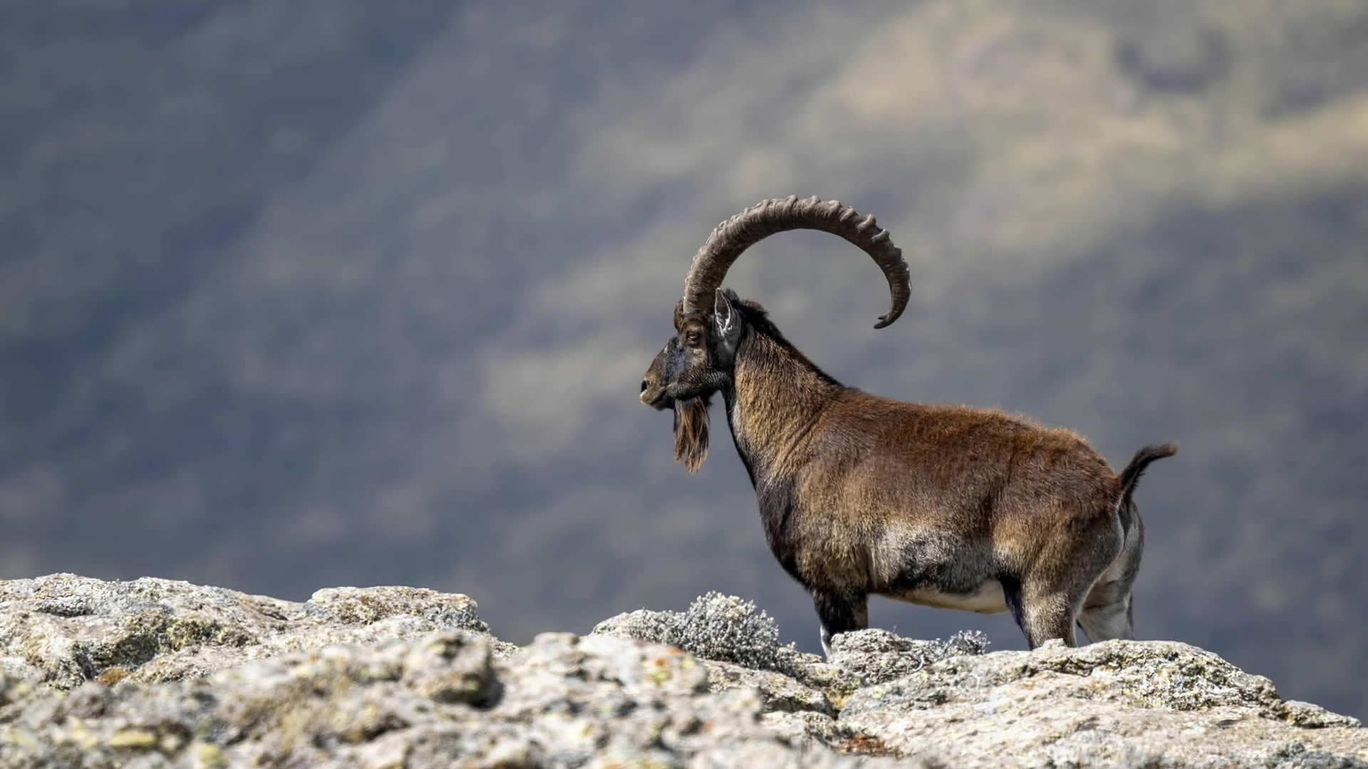 Walia Ibex, Simien Mountains