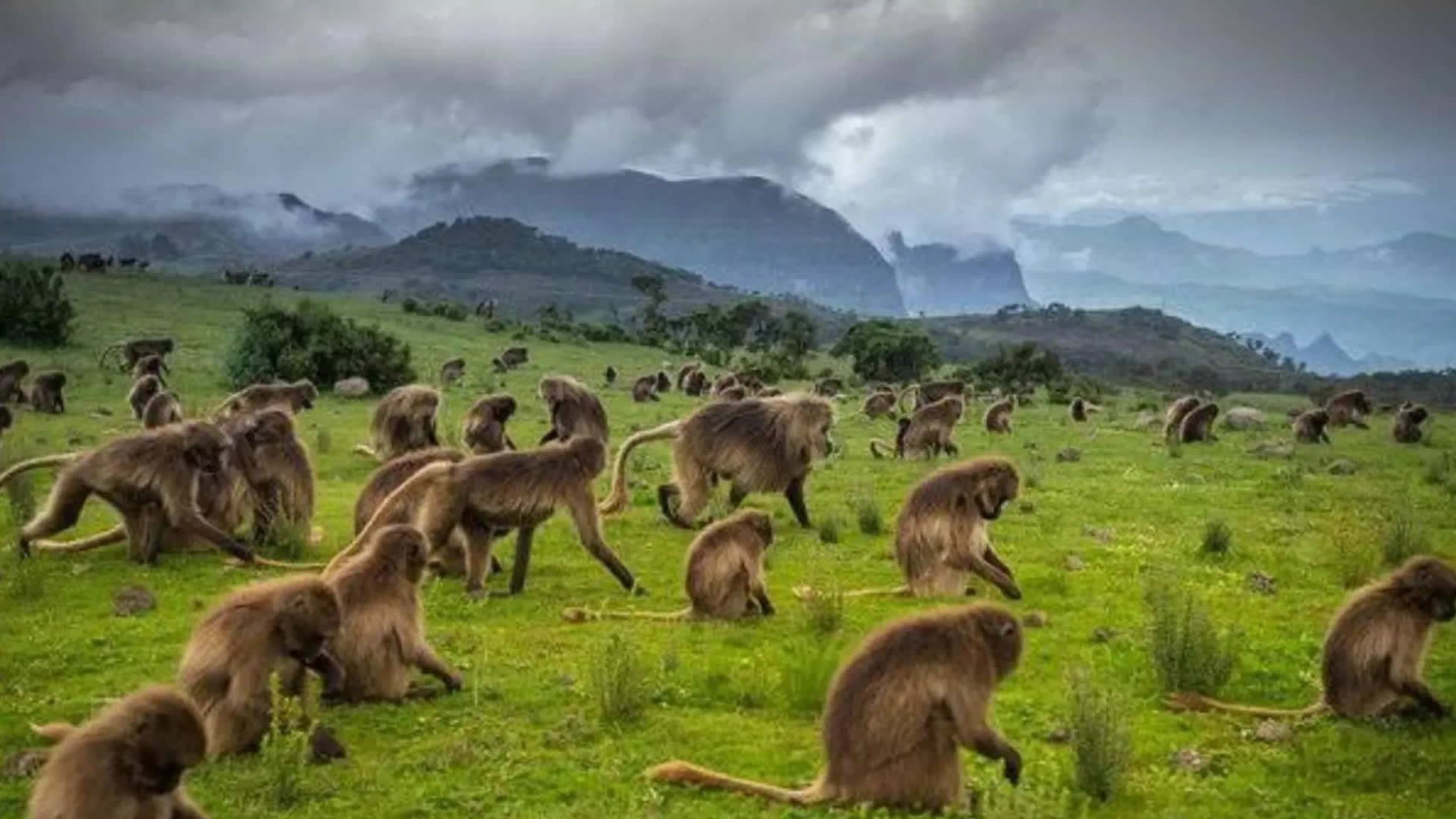 Gelada Baboons grazing, Simien Mountains