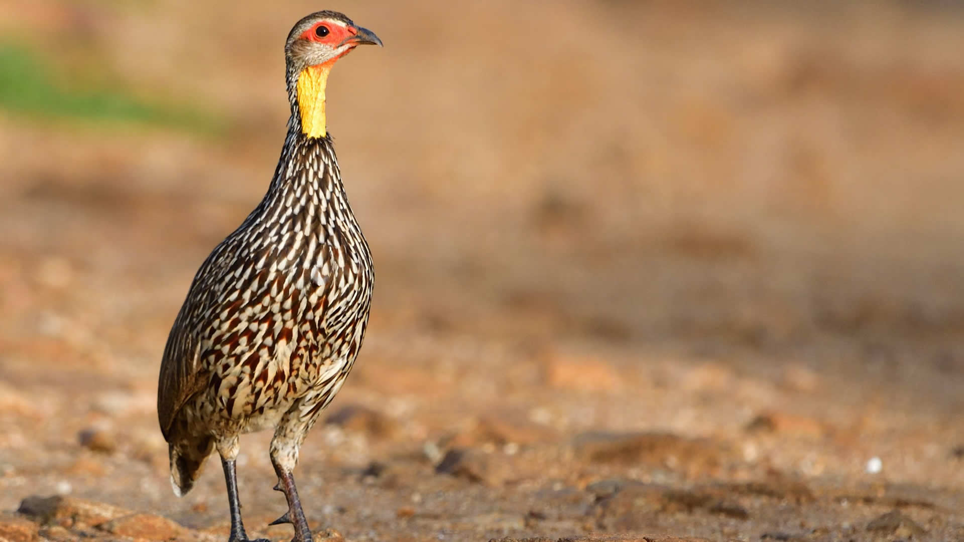 Yellow-necked Spurfowl, Tarangire National Park