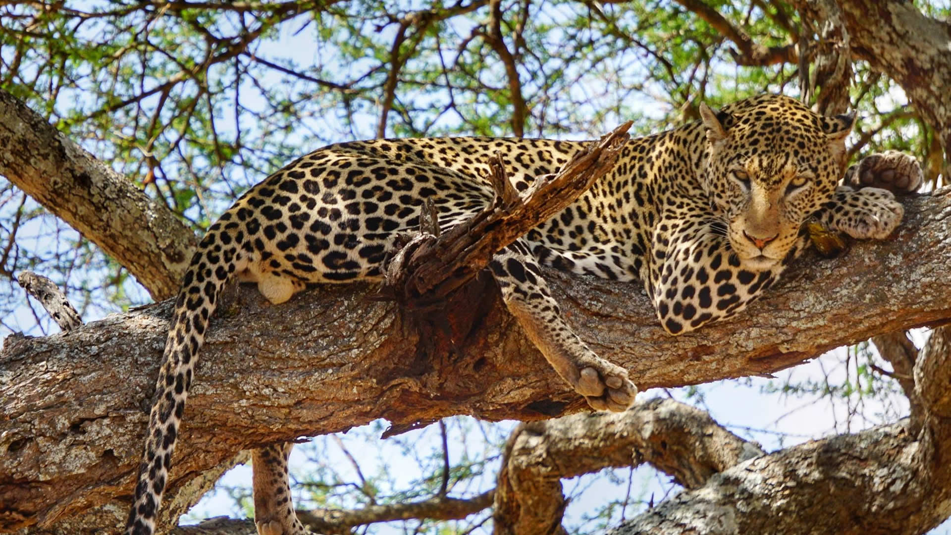 Leopard, Tarangire National Park
