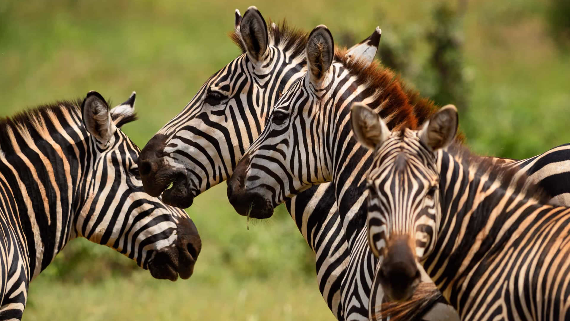 Zebras, Tsavo East National Park