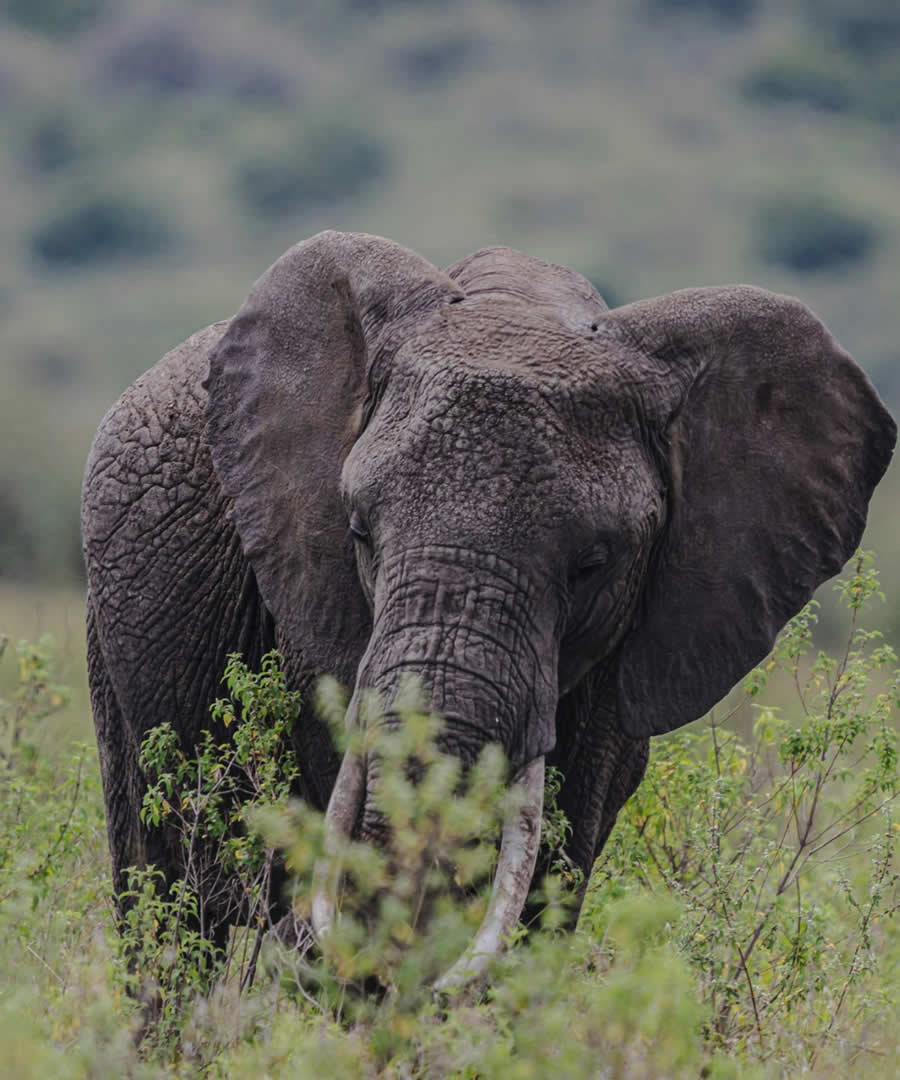 Tsavo West National Park