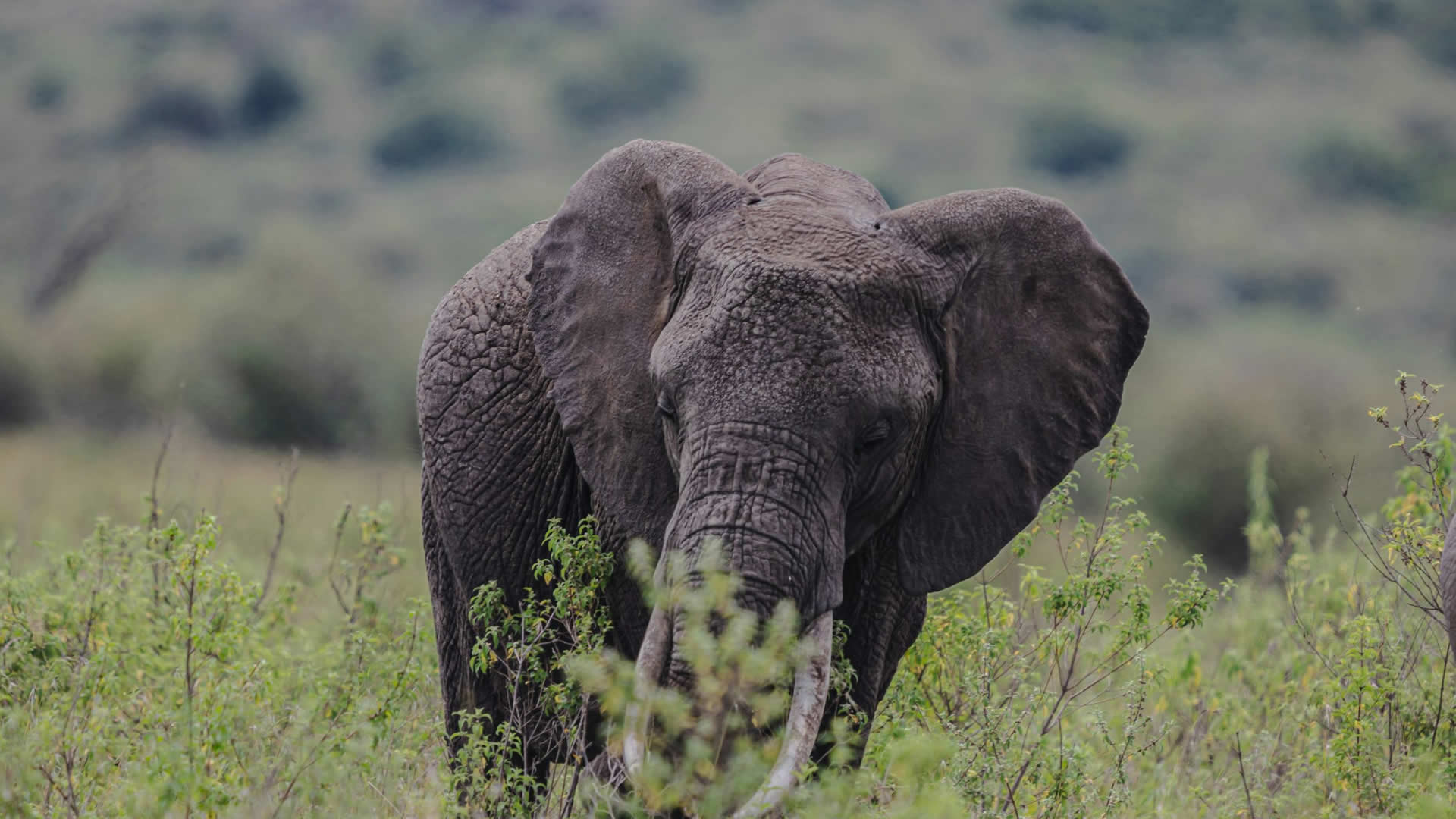 Tsavo West National Park