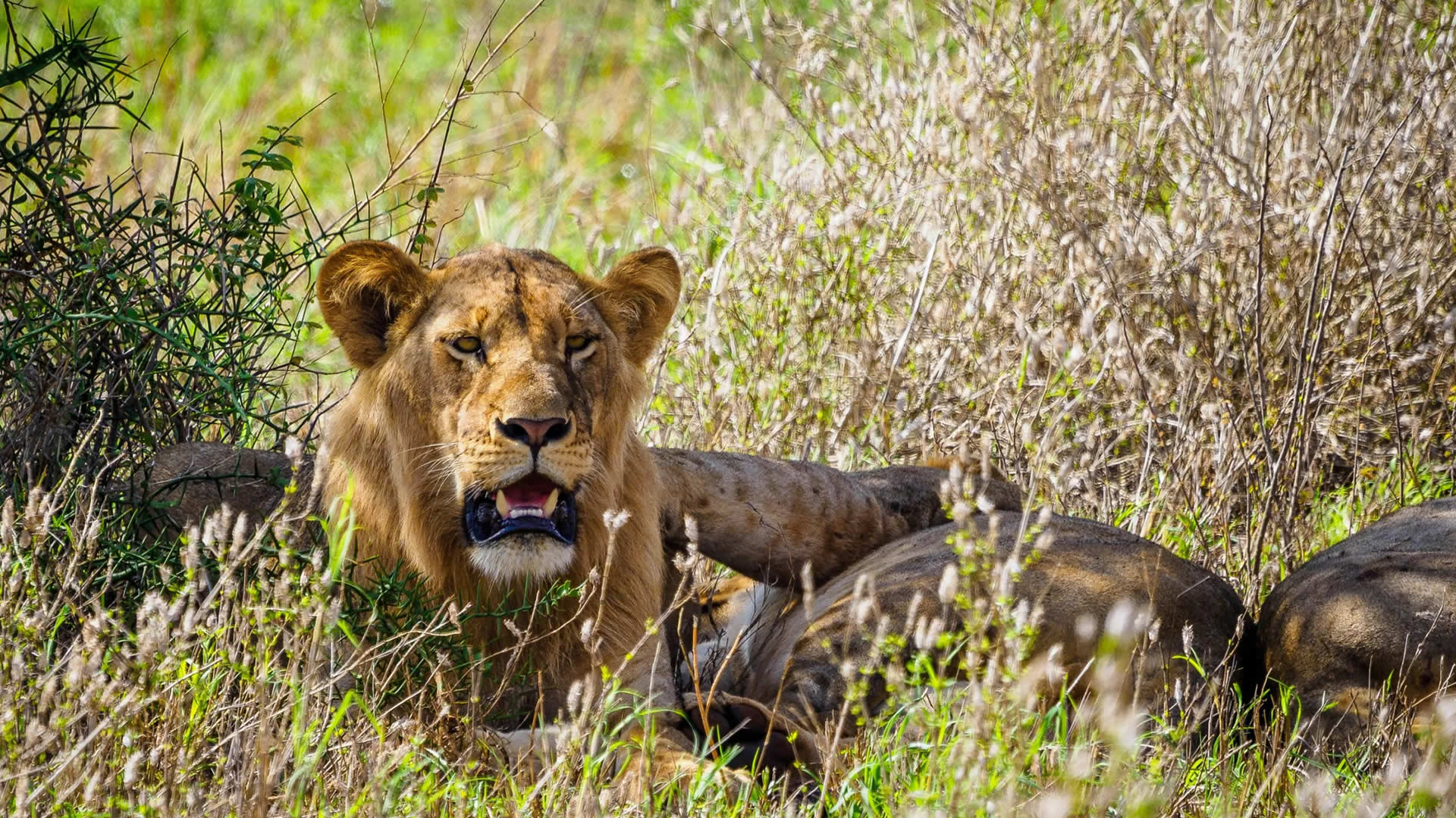 Lions, Tsavo West National Park