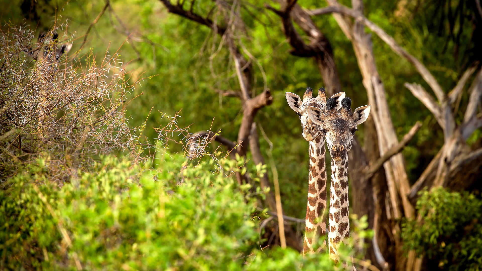 Inquisitive Giraffes, Tsavo West National Park