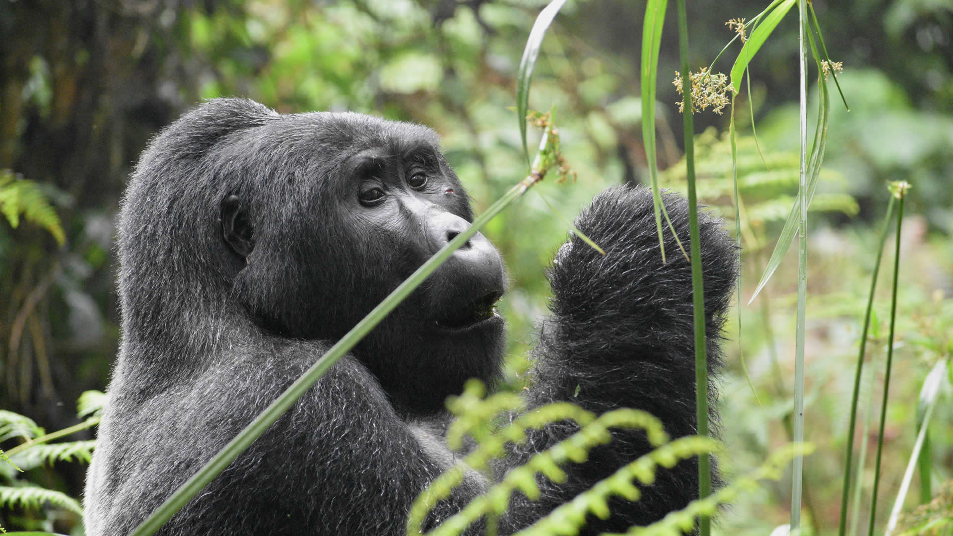 Mountain gorilla silverback in the Volcanoes bamboo forest