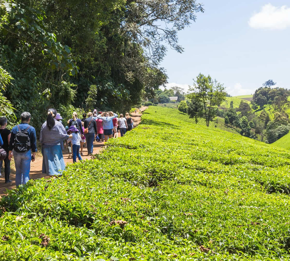 Kiambethu Tea Farm Tour
