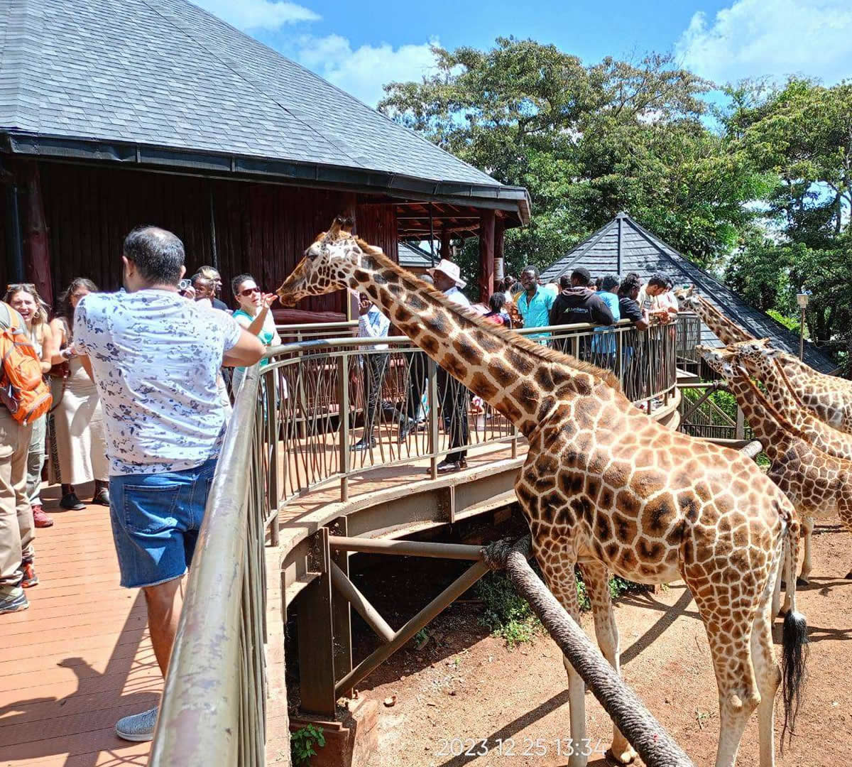 Nairobi Giraffe Center