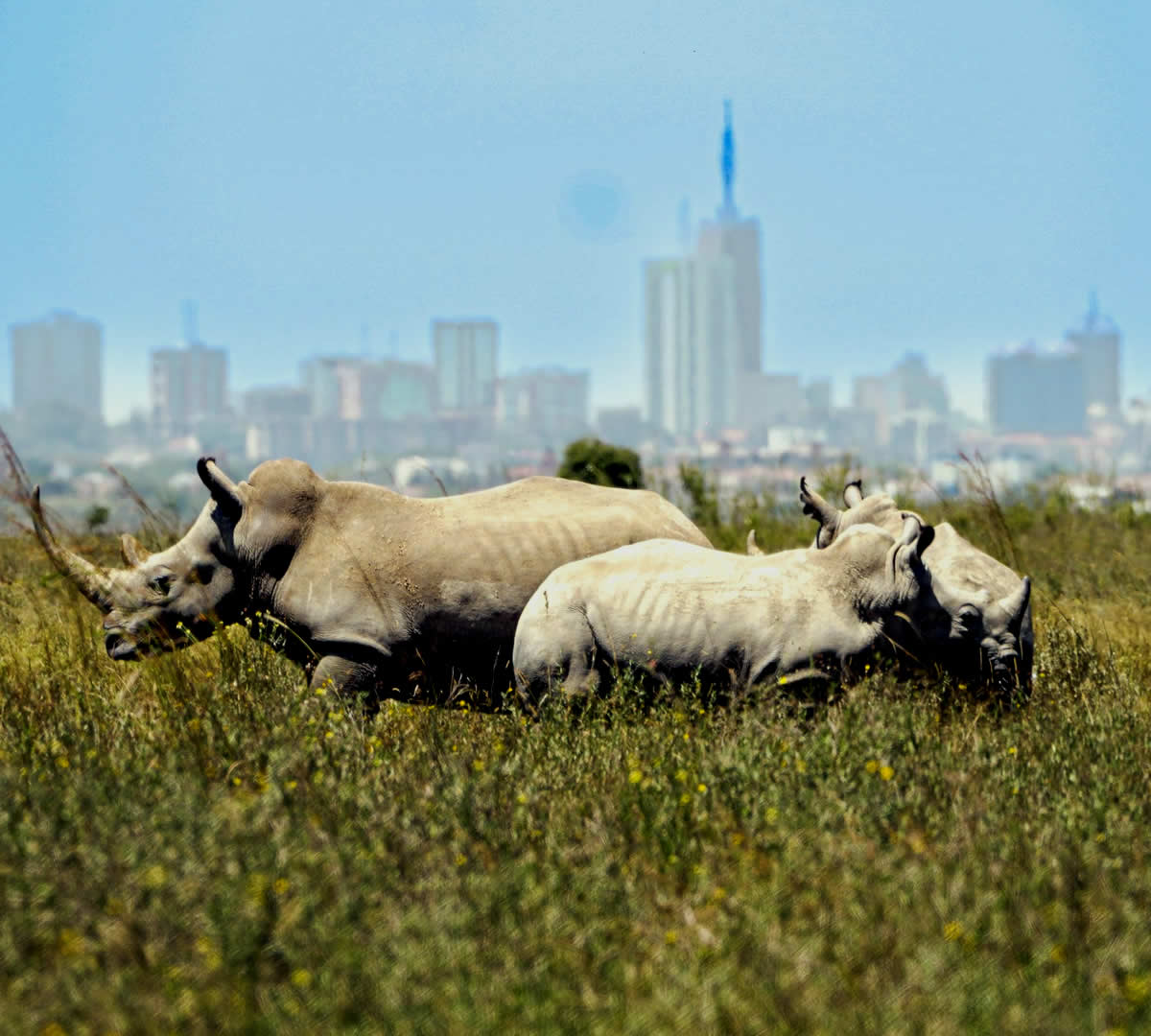 Nairobi National Park