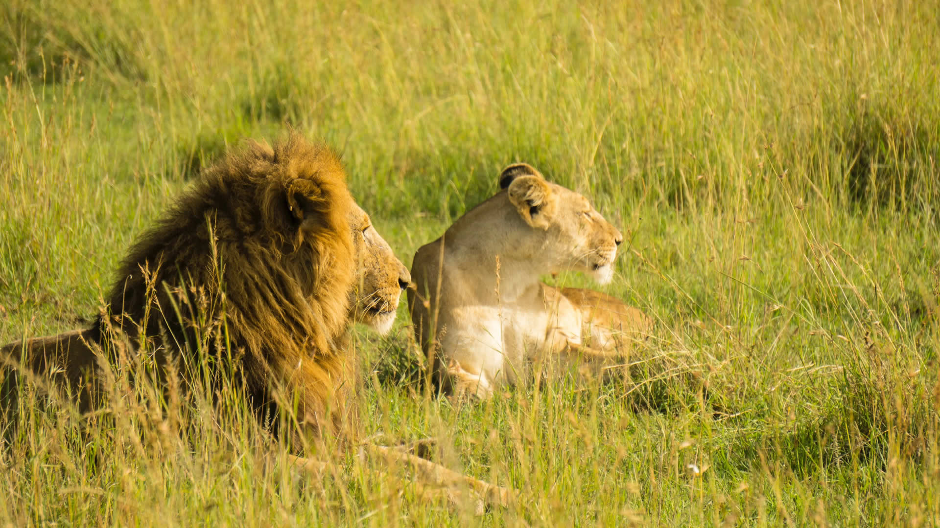 6-Day Savannahs & Grasslands: The Ultimate Kenya Safari