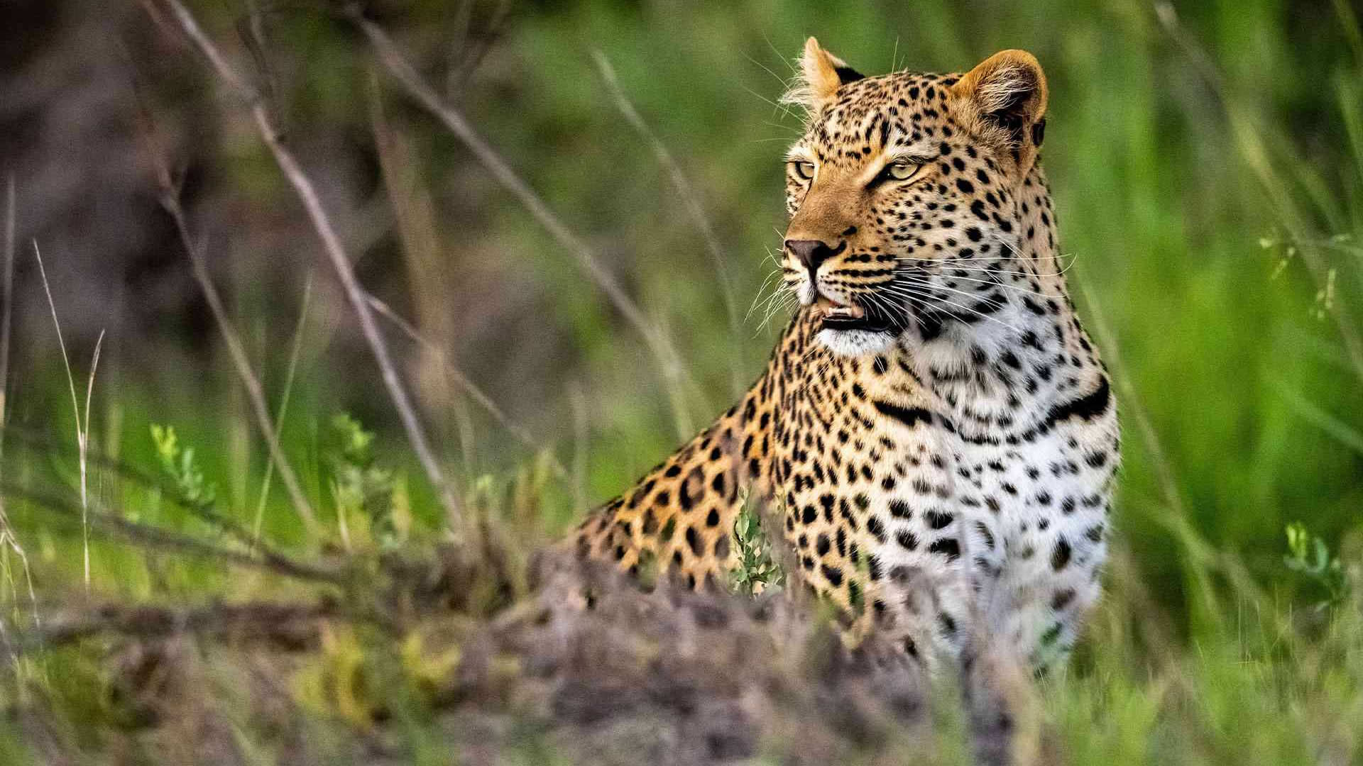 7-Day Big Cats & Big Five Safari: Kenya’s Ultimate Wildlife Flying Safari