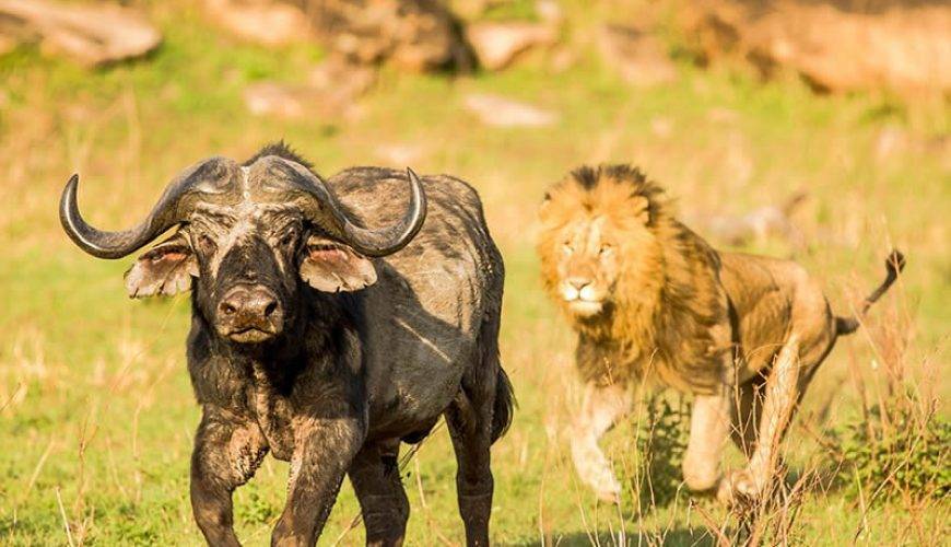 Pride of an African Experience