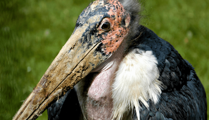 Pride of an African Experience