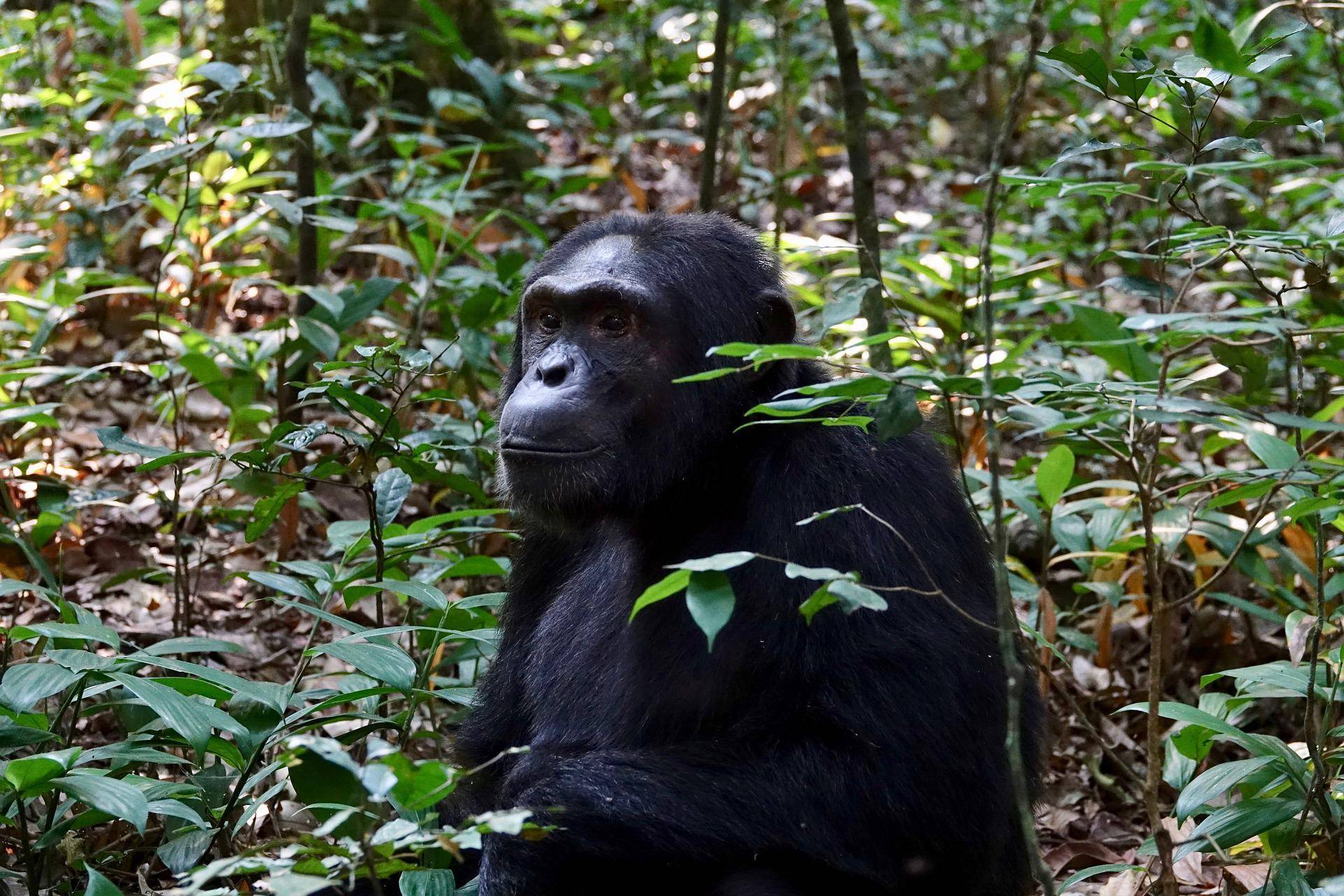 Day 5: 		Chimpanzee trekking and visit Bigodi swamp 