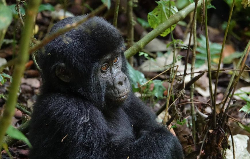 Kenya, Uganda Gorilla Safari 😁